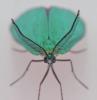 Jordanita sp.